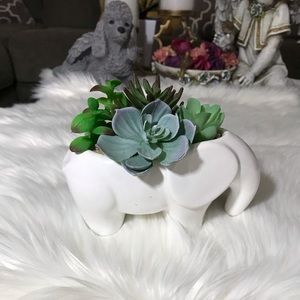 White Elephant Succulents